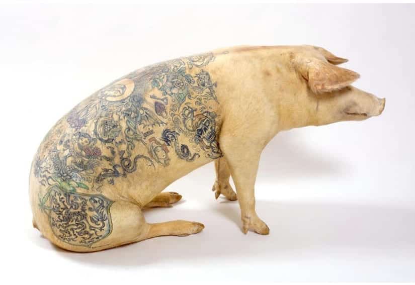 Cochon tatoué de Wim Delvoye